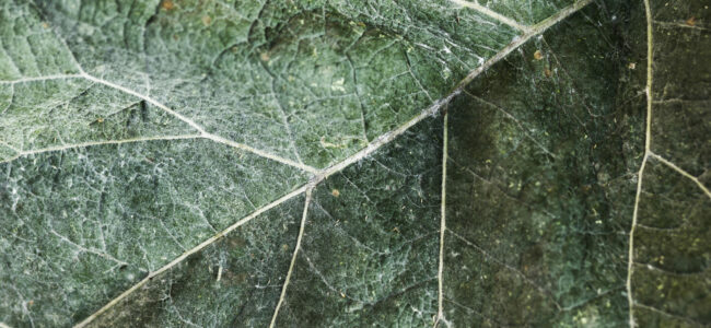 extreme-close-up-green-leaf-texture